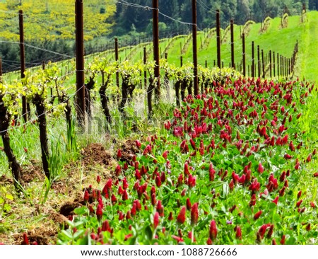 Brilliant crimson clover is a cover crop between rows of vines in this Oregon vineyard, stakes and lines of vines lead away down the hill. 