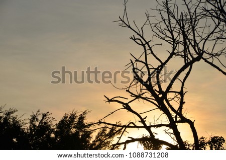 Silhouetted trees during sunrise