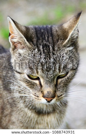 cat looking and staring stock photo