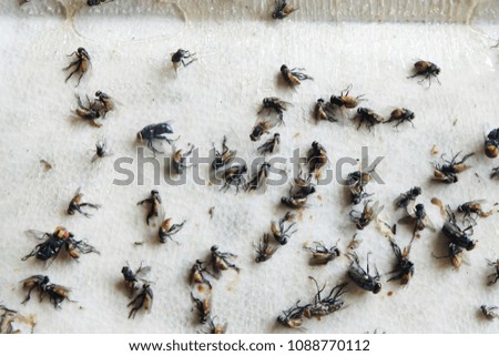 Many flies die on a white background.