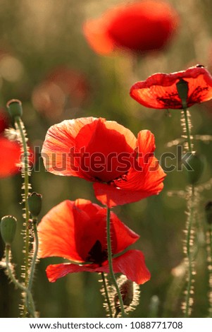     Red Poppies at sunset 
