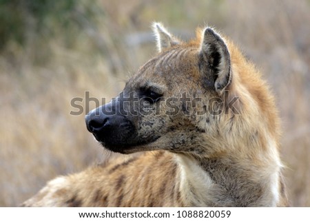 Hyena looking back nervously - Kruger Park