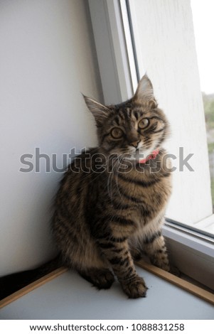 
cat at the window
