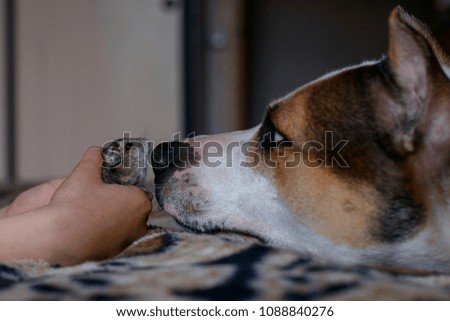 the child introduces the hamster to the dog Royalty-Free Stock Photo #1088840276