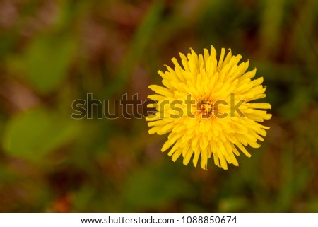 dandelion close-up spring flower