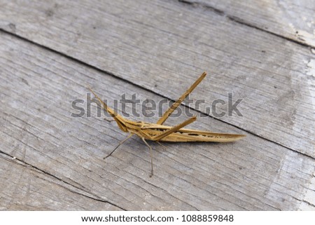 Grasshopper on a background of old wooden boards