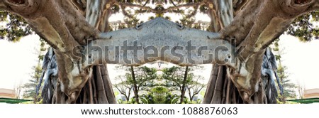 Symmetrical and panoramic photography of a large ficus tree, forming a new structure of artistic elements on the waterfront of the city of Cadiz, spain,