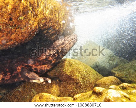 Japanese undewater photographer taking the photo of a very rare giant salamander. Protected by law, it is rare to see them move around in life.