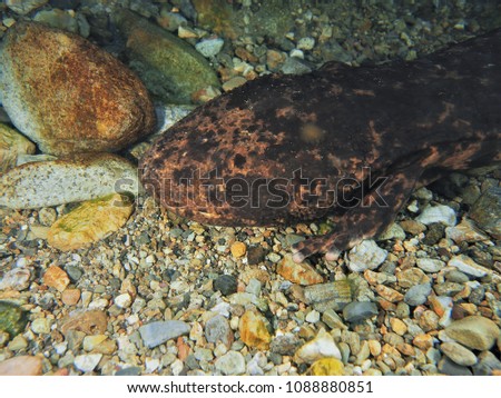Japanese undewater photographer taking the photo of a very rare giant salamander. Protected by law, it is rare to see them move around in life.