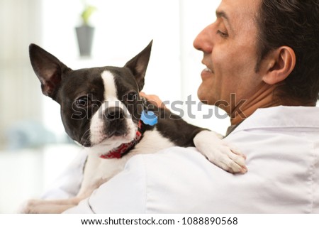 Close up of an adorable Boston Terrier puppy cuddling with a male veterinarian copy space. Cropped shot of a mature male vet holding cute canine before medical examination