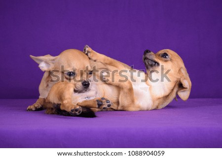 Two puppies playing on a purple background.