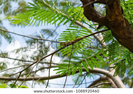 Long tailed lizard on a tree