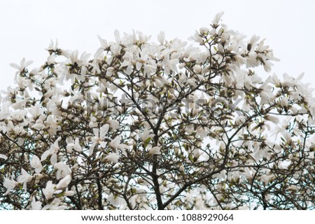 Magnolia flowers. Blossom of magnolia tree.