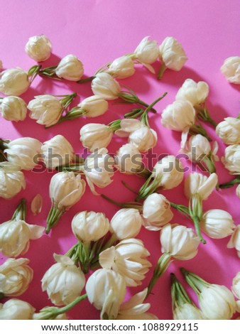 jasmine flower on pink background