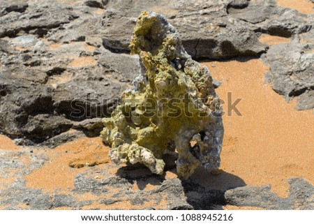 Corals of a quaint shape and marshy color against a background of yellow sand on a deserted beach. Summer, vacation, travel.