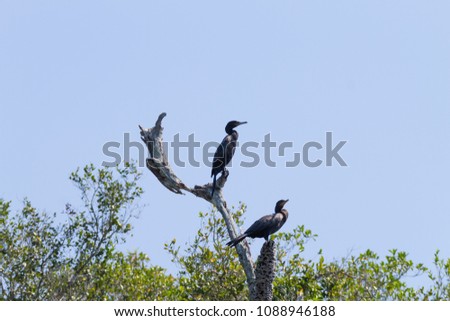 Neotropic cormorant on the nature in Pantanal, Brazil. Brazilian wildlife