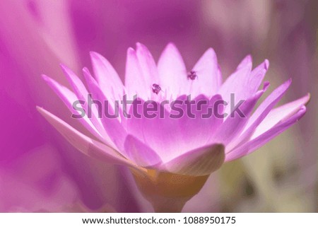 Blur focus pink lotus flower is a beautiful in the garden.