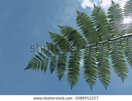 Leaf of a tree fern against the light