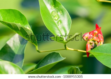 Erythrina corallodendron (coral tree, Flame tree, Cry-baby Tree) ; bright red flowers. prickly on stems and branches. Oval leaf, pointed, dark green and smooth.