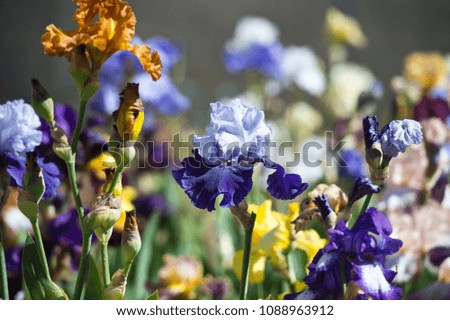 Colorful irises in the garden, perennial garden. Gardening. Bearded iris