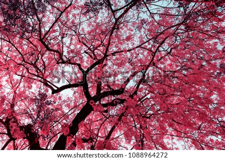Pink flowers full of trees with bluesky background in the park.