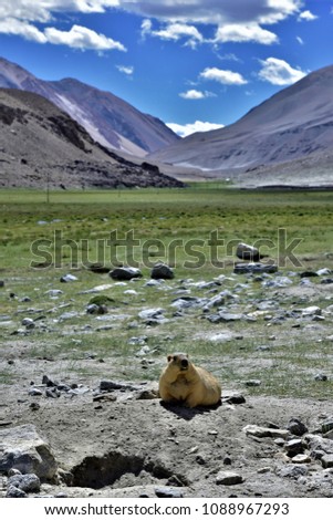 Alpine marmot,stunning landscape,green farm,cute animal,groundhog,large squirrels,India.