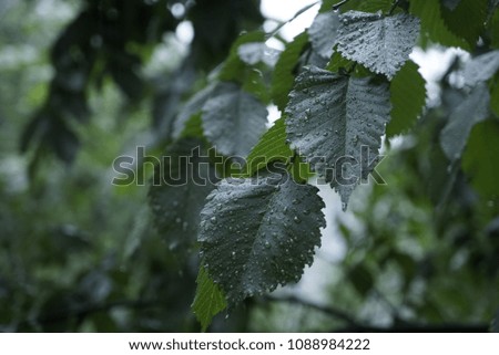 Natural drops of rain on leaves leaf  transparent rain water Beautiful leaf texture in nature. Natural background.