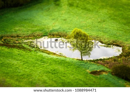 Lonely tree by a small pond on a green rural field in the spring seen from above