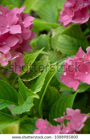 Four flowers of pink hydrangea among green leaves