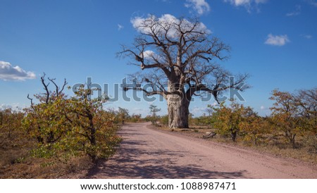 Single proud and majestic Baobab tree along the gravel road lined with Mopani Tree, Mapungubwe National Park, South Africa
