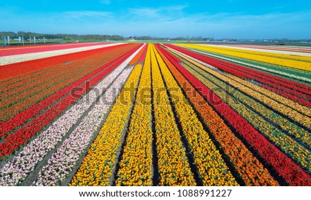 Aerial view of the tulip-fields in springtime, located between the towns of Lisse and Sassenheim, province of Zuid-Holland, the Netherlands