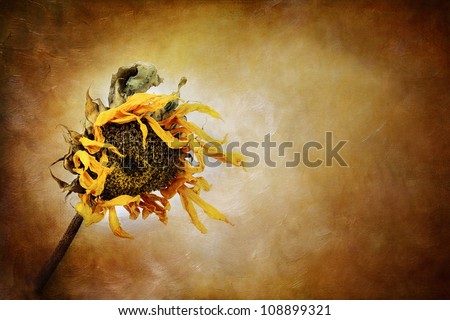 Dried sunflower with painterly effect.