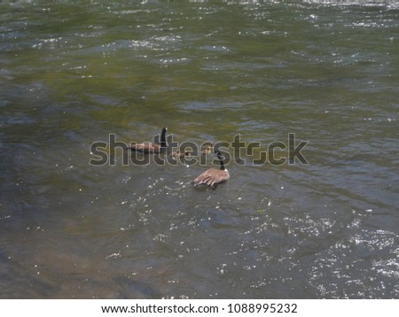 Geese swimming with their goslings in a river