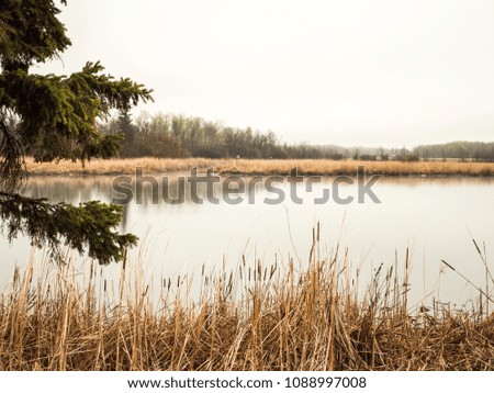 Beautiful tranquil outdoor nature background image of cattail reeds and trees around a calm body of water in Warroad Minnesota.