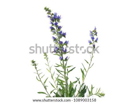 Echium vulgare flowers — is known also as viper's bugloss and blueweed Royalty-Free Stock Photo #1089003158