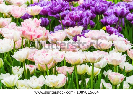 Group of colorful tulips. A white, pink and lilac tulip flower is illuminated by sunlight. Soft selective focus. Bright colorful background with tulips.