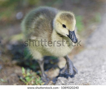 Photo of a cute chick of Canada geese on a road