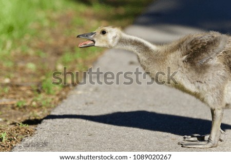 Postcard with a chick of Canada geese screaming