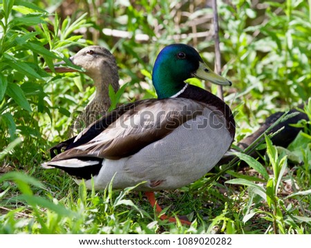 Isolated image of a pair of mallards standing