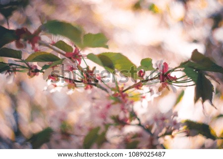 Pink sakura blossom branch close-up shallow depth of field toned image