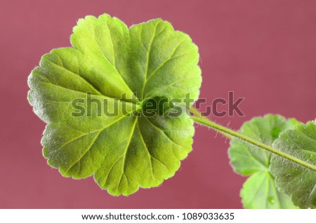 Round sheet geranium.The plant has a sharp specific smell.