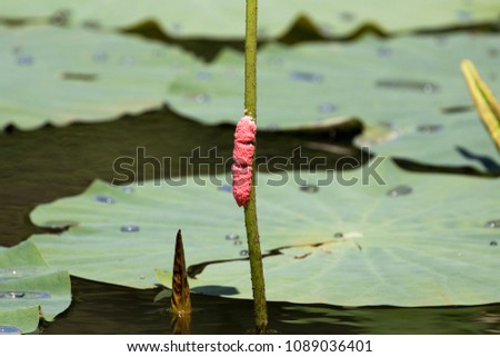 Closed up Golden apple snail eggs on the stem of the sacred lotus on the pond in the nature background, Thale Ban National Park, southern Thailand.