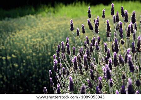 bush with lavender flowers in a garden