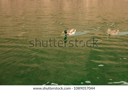 ducks swimming on colorado river