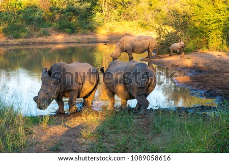 Three adult and a youngster white rhinoceros or square - lipped rhinoceros (Ceratotherium simum) inside the Entabeni Safari Game Reserve at sunset, Limpopo Province, South Africa.