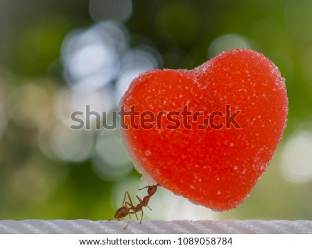 ant carry heart on white rope in nature background.