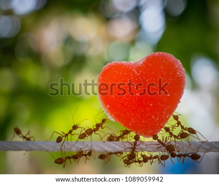 ants carry heart on white rope in nature background.