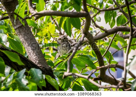 Spotted owlet perched on a tree branch with green background in the park. / Spotted Owlet in the garden.