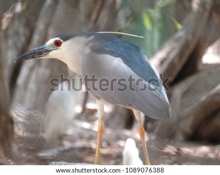 Closeup of a Great Blue Heron in breeding plumage.