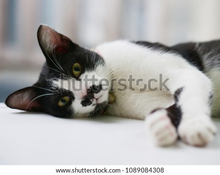 Portrait black and white cat sleep on the floor.
